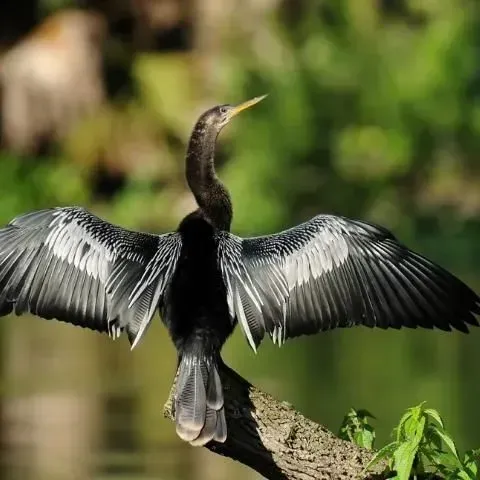 thumbnail for publication: A Beginner's Guide to Water Management—Common Aquatic Birds Using Florida Lakes